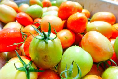 Taze ve Olgun Domateslerin Sepette Yakın Çekimi, Domates Hasadı