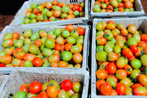 Taze ve Olgun Domateslerin Sepette Yakın Çekimi, Domates Hasadı