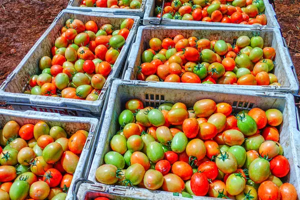 Taze ve Olgun Domateslerin Sepette Yakın Çekimi, Domates Hasadı