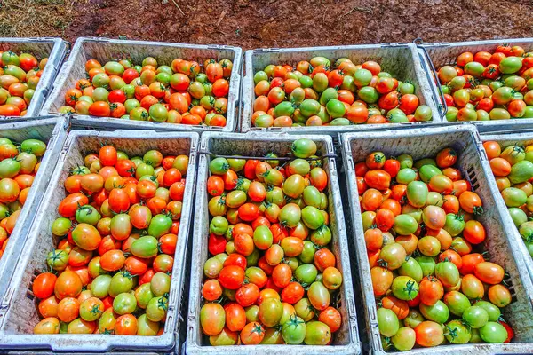 Taze ve Olgun Domateslerin Sepette Yakın Çekimi, Domates Hasadı