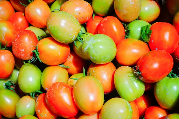 Taze ve Olgun Domateslerin Sepette Yakın Çekimi, Domates Hasadı