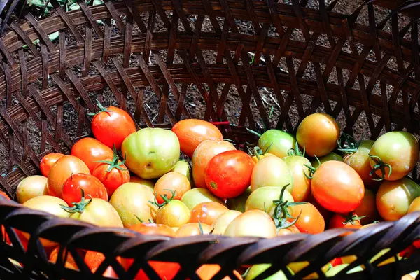 Taze ve Olgun Domateslerin Sepette Yakın Çekimi, Domates Hasadı
