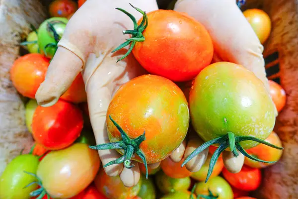 Taze ve Olgun Domateslerin Sepette Yakın Çekimi, Domates Hasadı