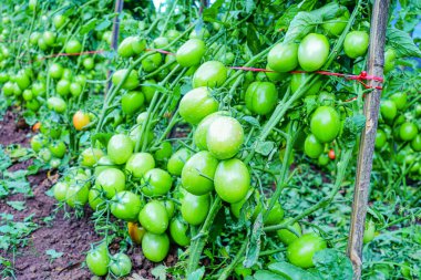 Organik Çiftlikte Yeşil Olgunlaşmamış Meyveli Domates Kurutma