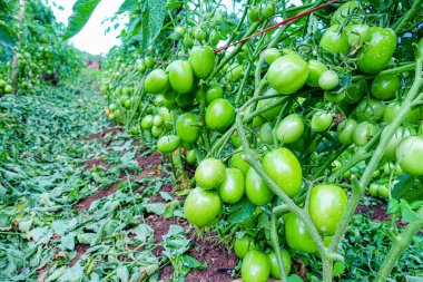 Organik Çiftlikte Yeşil Olgunlaşmamış Meyveli Domates Kurutma