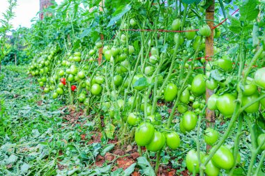 Organik Çiftlikte Yeşil Olgunlaşmamış Meyveli Domates Kurutma