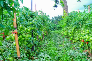 Organik Çiftlikte Yeşil Olgunlaşmamış Meyveli Domates Kurutma