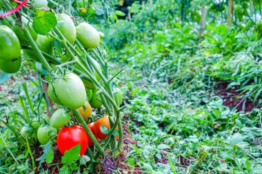 Organik Çiftlikte Yeşil Olgunlaşmamış Meyveli Domates Kurutma