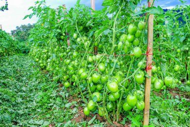 Organik Çiftlikte Yeşil Olgunlaşmamış Meyveli Domates Kurutma