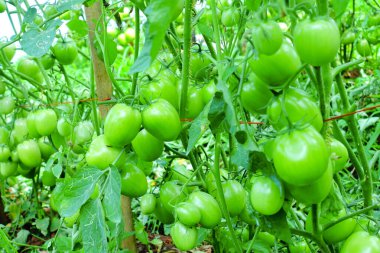 Organik Çiftlikte Yeşil Olgunlaşmamış Meyveli Domates Kurutma