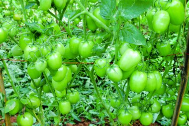 Organik Çiftlikte Yeşil Olgunlaşmamış Meyveli Domates Kurutma