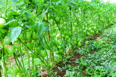 Organik Çiftlikte Yeşil Olgunlaşmamış Meyveli Domates Kurutma