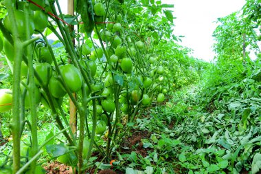 Organik Çiftlikte Yeşil Olgunlaşmamış Meyveli Domates Kurutma