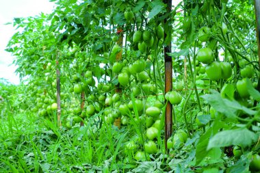Organik Çiftlikte Yeşil Olgunlaşmamış Meyveli Domates Kurutma