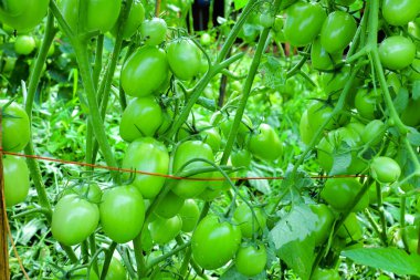 Organik Çiftlikte Yeşil Olgunlaşmamış Meyveli Domates Kurutma