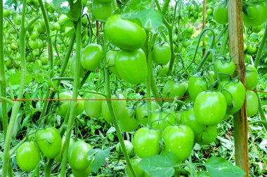 Organik Çiftlikte Yeşil Olgunlaşmamış Meyveli Domates Kurutma