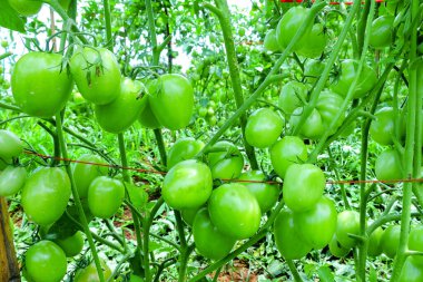 Organik Çiftlikte Yeşil Olgunlaşmamış Meyveli Domates Kurutma