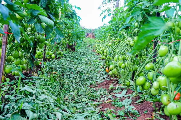 Organik Çiftlikte Yeşil Olgunlaşmamış Meyveli Domates Kurutma