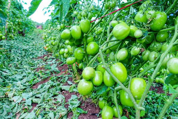 Organik Çiftlikte Yeşil Olgunlaşmamış Meyveli Domates Kurutma