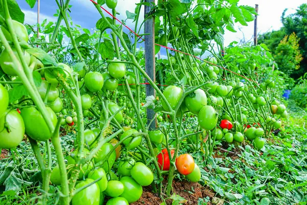 Organik Çiftlikte Yeşil Olgunlaşmamış Meyveli Domates Kurutma