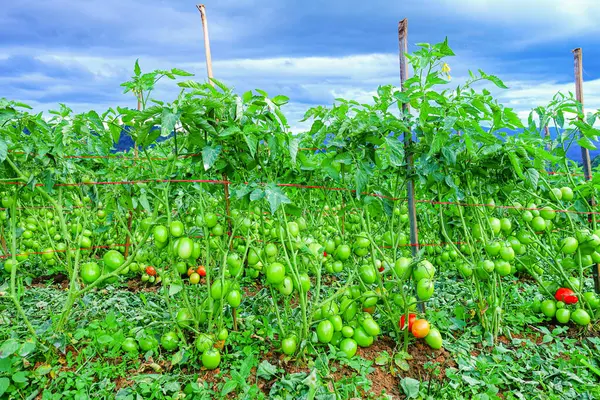 Organik Çiftlikte Yeşil Olgunlaşmamış Meyveli Domates Kurutma
