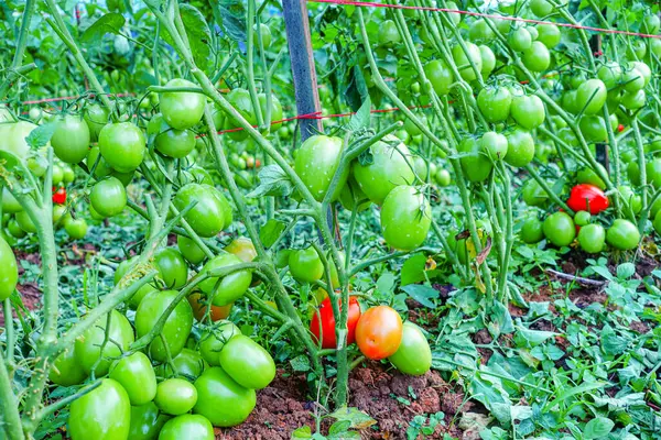 Organik Çiftlikte Yeşil Olgunlaşmamış Meyveli Domates Kurutma