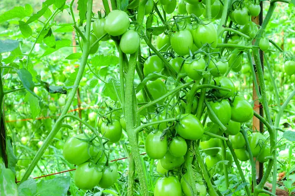 Organik Çiftlikte Yeşil Olgunlaşmamış Meyveli Domates Kurutma