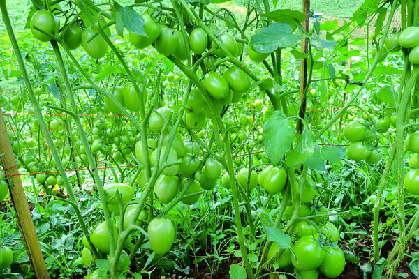 Organik Çiftlikte Yeşil Olgunlaşmamış Meyveli Domates Kurutma