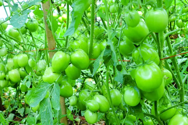 Organik Çiftlikte Yeşil Olgunlaşmamış Meyveli Domates Kurutma