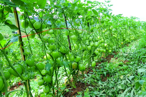 Organik Çiftlikte Yeşil Olgunlaşmamış Meyveli Domates Kurutma