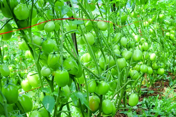 Organik Çiftlikte Yeşil Olgunlaşmamış Meyveli Domates Kurutma