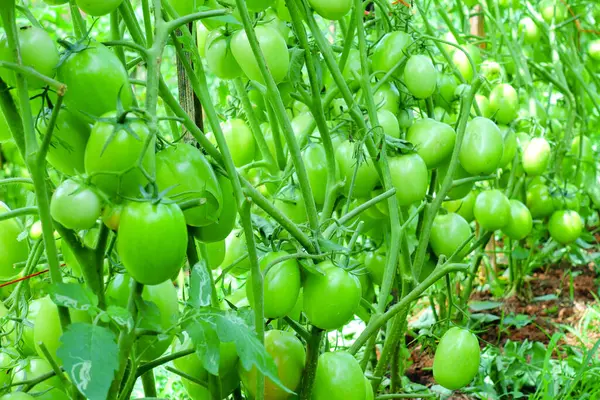 Organik Çiftlikte Yeşil Olgunlaşmamış Meyveli Domates Kurutma