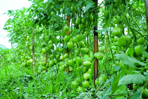 Organik Çiftlikte Yeşil Olgunlaşmamış Meyveli Domates Kurutma