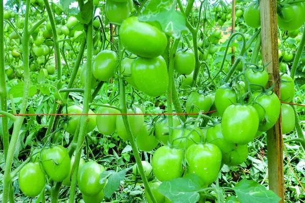 Organik Çiftlikte Yeşil Olgunlaşmamış Meyveli Domates Kurutma