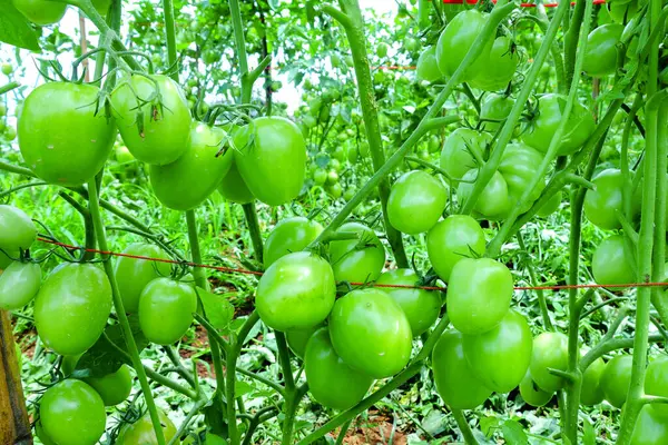 Organik Çiftlikte Yeşil Olgunlaşmamış Meyveli Domates Kurutma