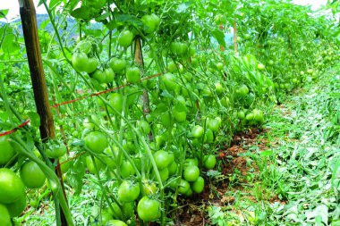 Organik Çiftlikte Yeşil Olgunlaşmamış Meyveli Domates Kurutma