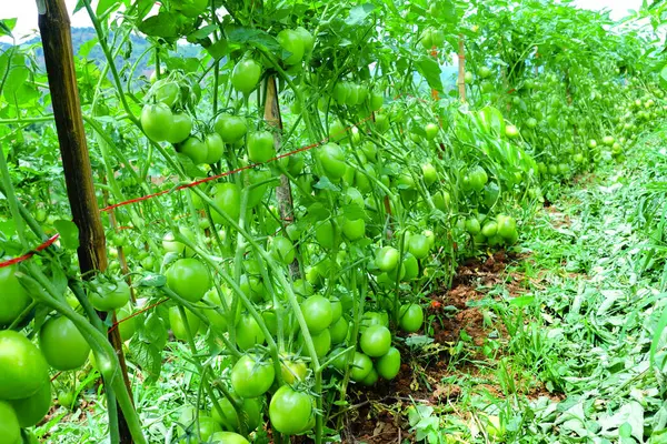 Organik Çiftlikte Yeşil Olgunlaşmamış Meyveli Domates Kurutma