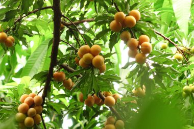 Yeşillik arka planda bir dalda taze sarı erikler, meyve bahçesinde yaz meyvesi hasadı..