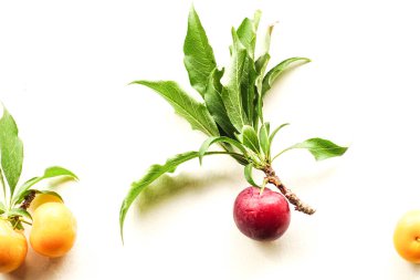 Beyaz Arkaplanda Yaprakları Olan Taze Mor ve Sarı Erikler, Meyve Arkaplanı.