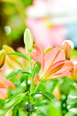 Bokeh Arkaplanlı Şeftali Zambakları Çiçek Açtı