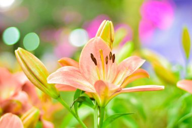Bokeh Arkaplanlı Şeftali Zambakları Çiçek Açtı