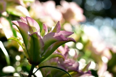 Pembe Lily Bloom, yumuşak bokeh arkaplanlı canlı pembe zambaklar..