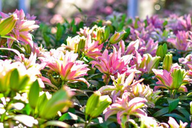 Pembe Lily Bloom, yumuşak bokeh arkaplanlı canlı pembe zambaklar..