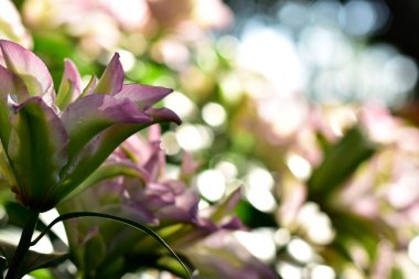 Pembe Lily Bloom, yumuşak bokeh arkaplanlı canlı pembe zambaklar..