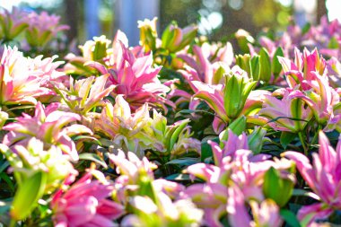 Pembe Lily Bloom, yumuşak bokeh arkaplanlı canlı pembe zambaklar..