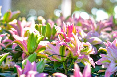 Pembe Lily Bloom, yumuşak bokeh arkaplanlı canlı pembe zambaklar..