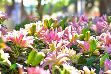 Pembe Lily Bloom, yumuşak bokeh arkaplanlı canlı pembe zambaklar..