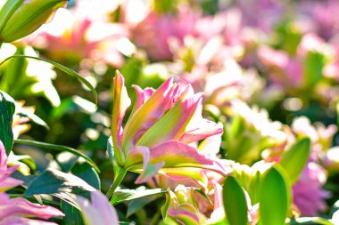 Pembe Lily Bloom, yumuşak bokeh arkaplanlı canlı pembe zambaklar..