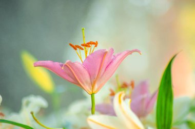 Pembe Lily Bloom, yumuşak bokeh arkaplanlı canlı pembe zambaklar..