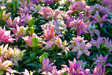 Pembe Lily Bloom, yumuşak bokeh arkaplanlı canlı pembe zambaklar..